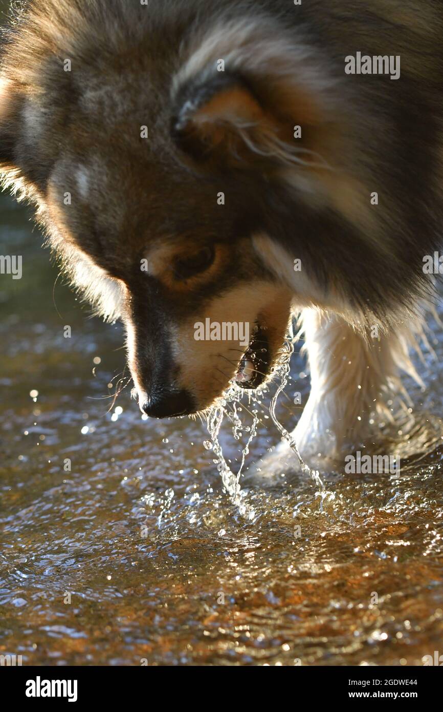 Ritratto di un giovane cane finlandese Lapphund che gioca in acqua in un lago Foto Stock