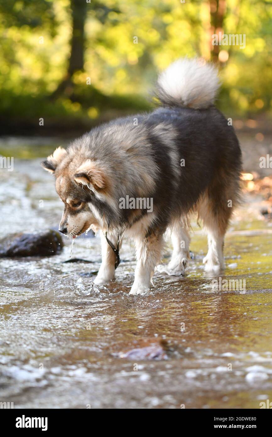 Ritratto di un giovane cane finlandese Lapphund che gioca in acqua in un lago Foto Stock