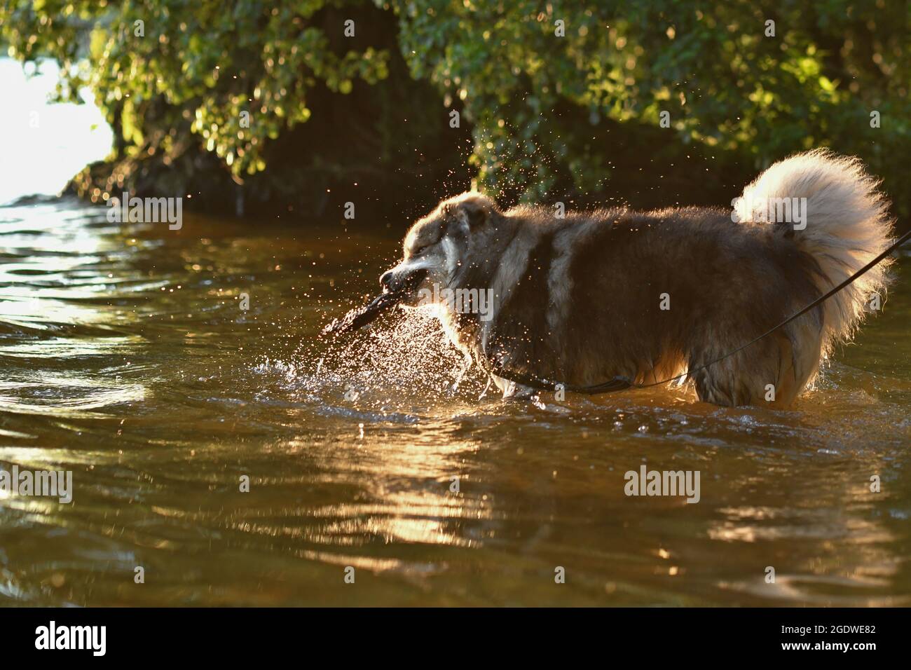 Ritratto di un giovane cane finlandese Lapphund che gioca in acqua in un lago Foto Stock