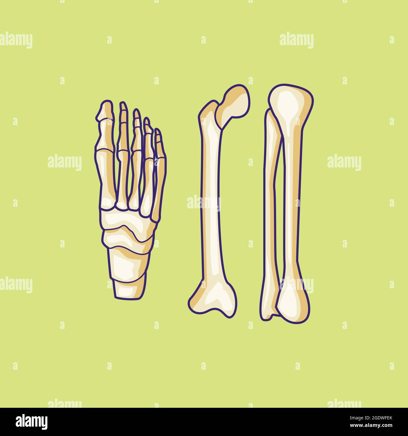 disegno isolato dell'osso del piede umano dell'illustrazione del materiale vettoriale dell'osso del piede Illustrazione Vettoriale