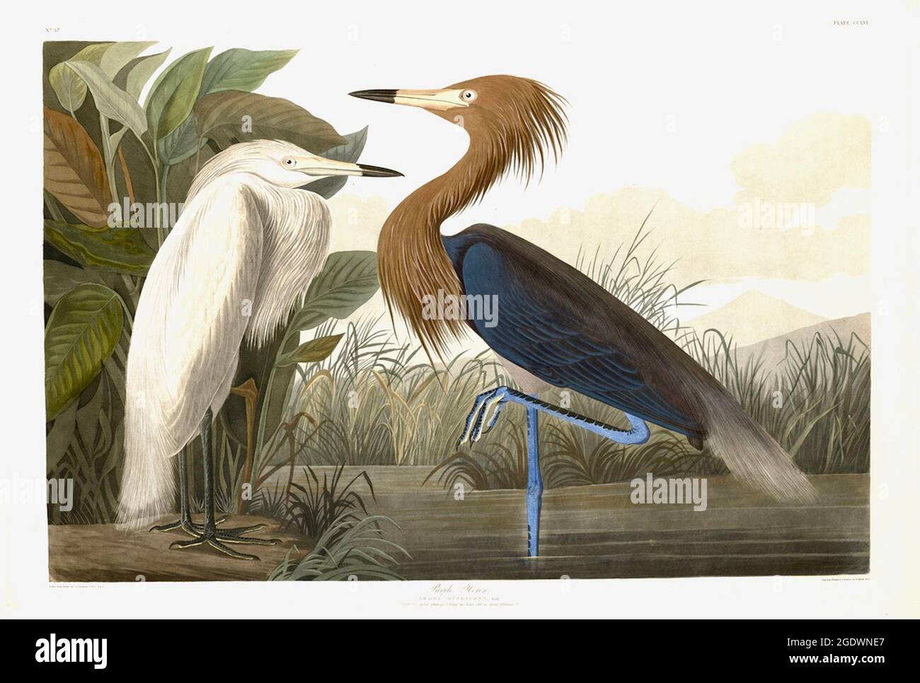 Viola Heron - John James Audubon - 1835 - Adulti airone viola con eleganti gambe blu e piumaggio primaverile, insieme a un airone di 2 anni. Foto Stock