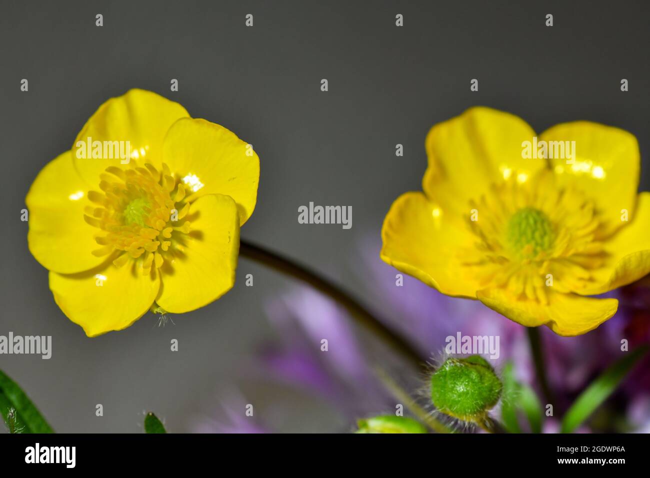 Caltha palustris. Un primo piano di fiori gialli lucenti fioriti di marigolds Foto Stock