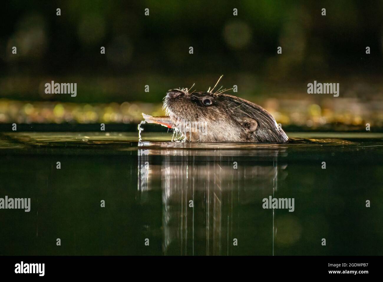 Primo piano dal livello dell'acqua della testa di una lontra. La fotografia è stata scattata di notte con il flash e la lontra ha un pesce in bocca Foto Stock