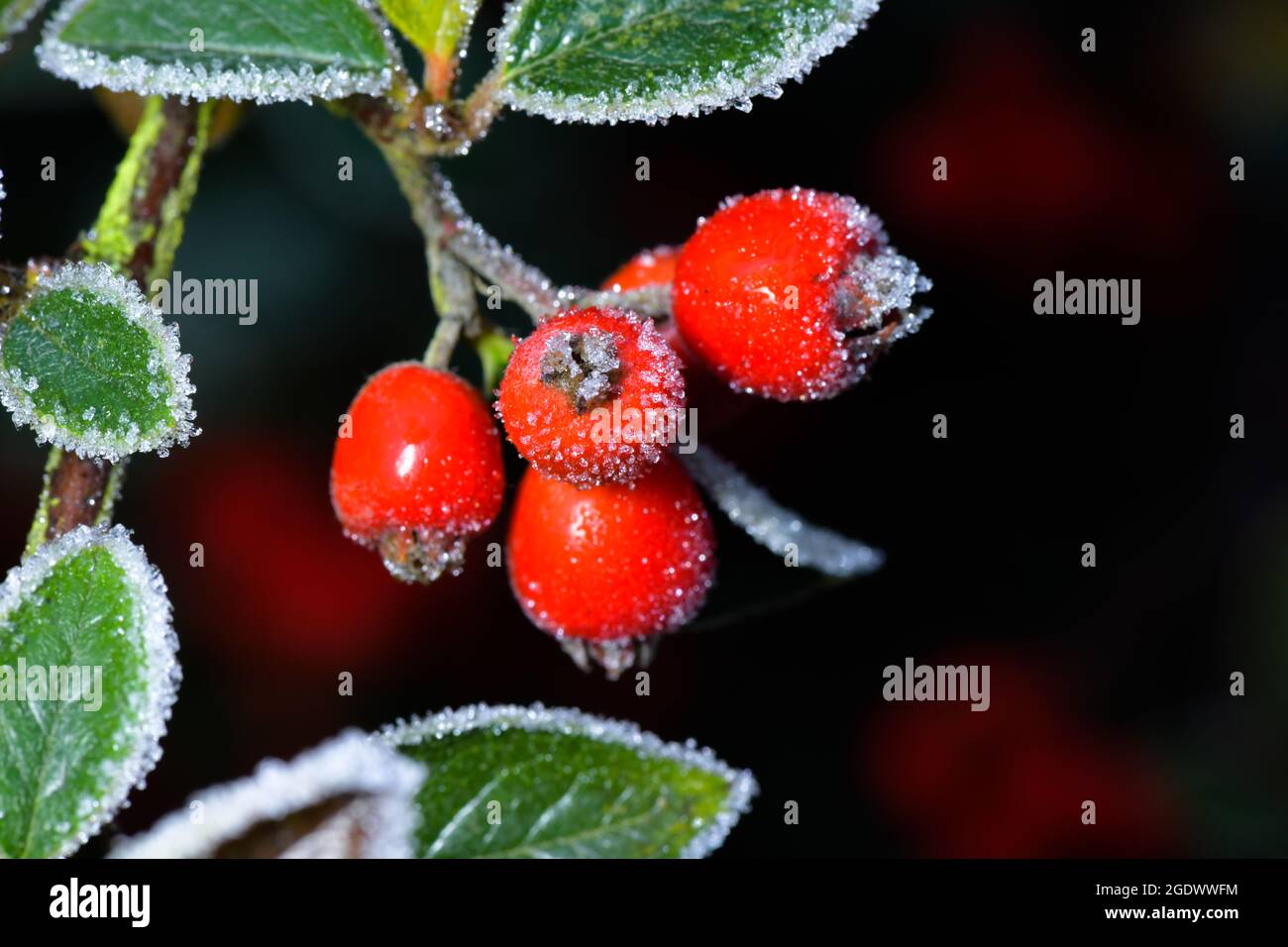 foglie surgelate e glassate e bacche rosse Foto Stock