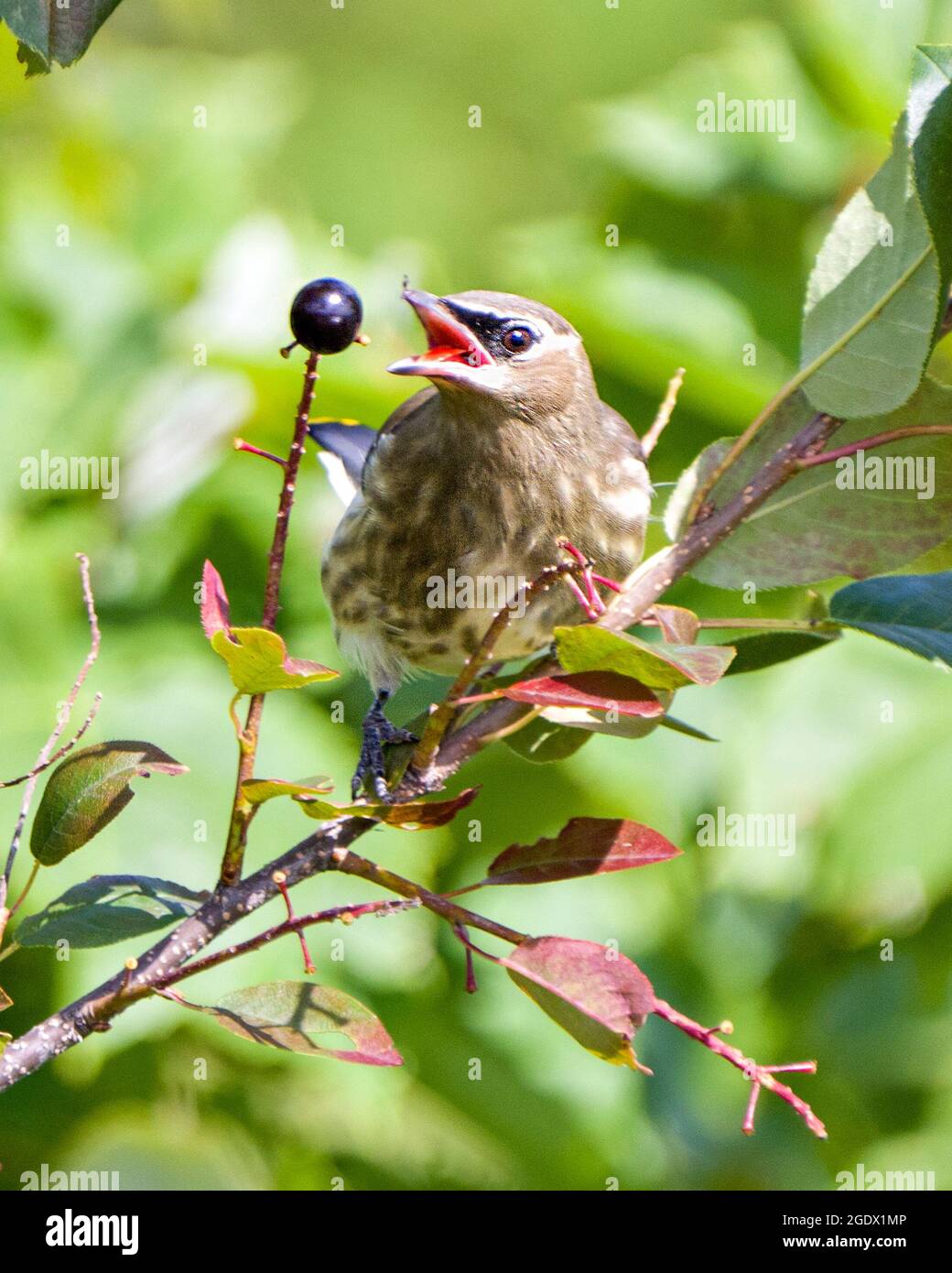 Uccello giovanile di Waxwing arroccato mangiare frutti di bacche selvatici nel suo ambiente e habitat circostante. Foto Stock