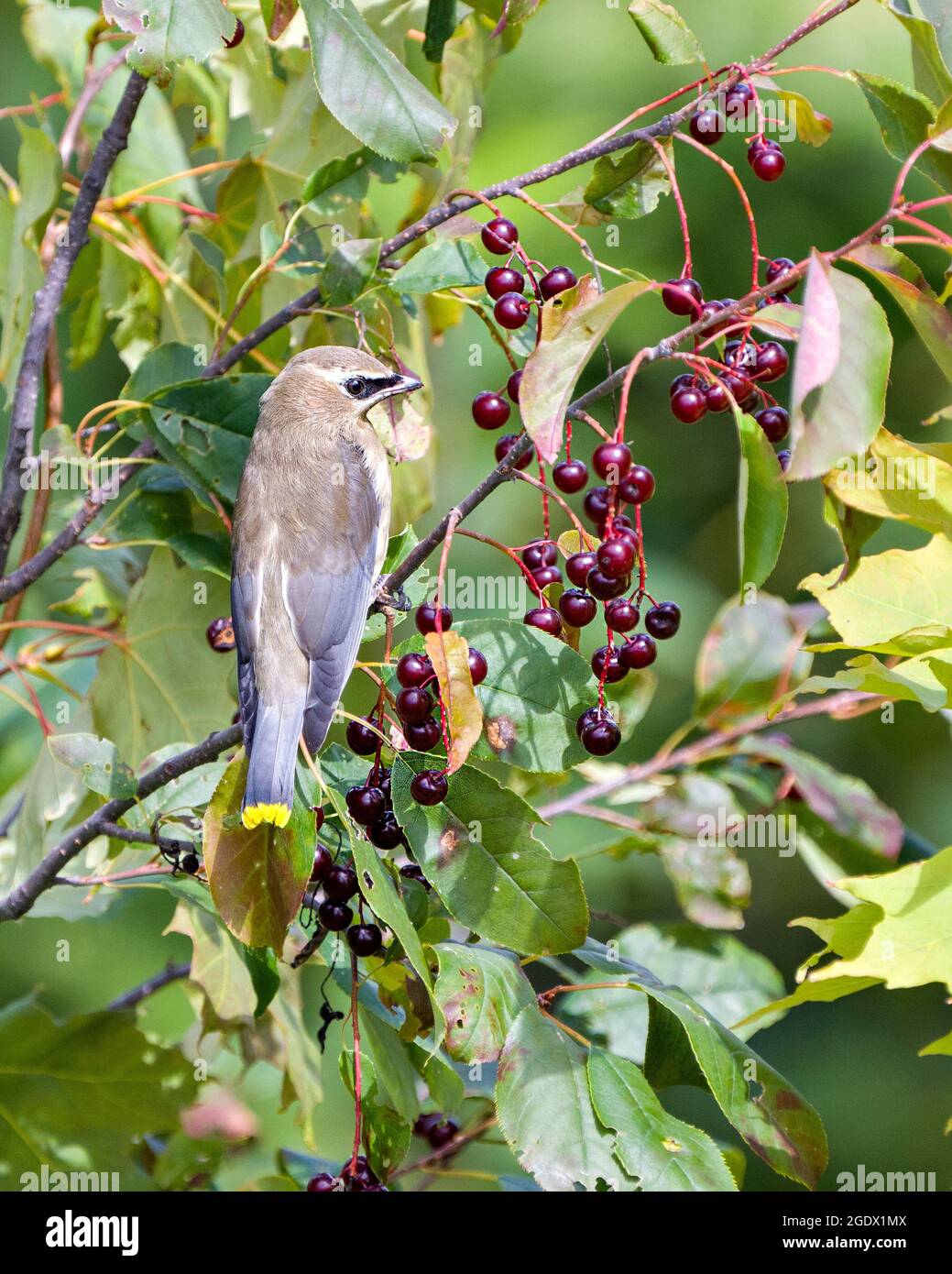 Waxwing uccello giovanile arroccato mangiare frutti di bosco nel suo ambiente e habitat circostante mostrando vista posteriore. Cedar Waxwing immagine e foto. Foto Stock