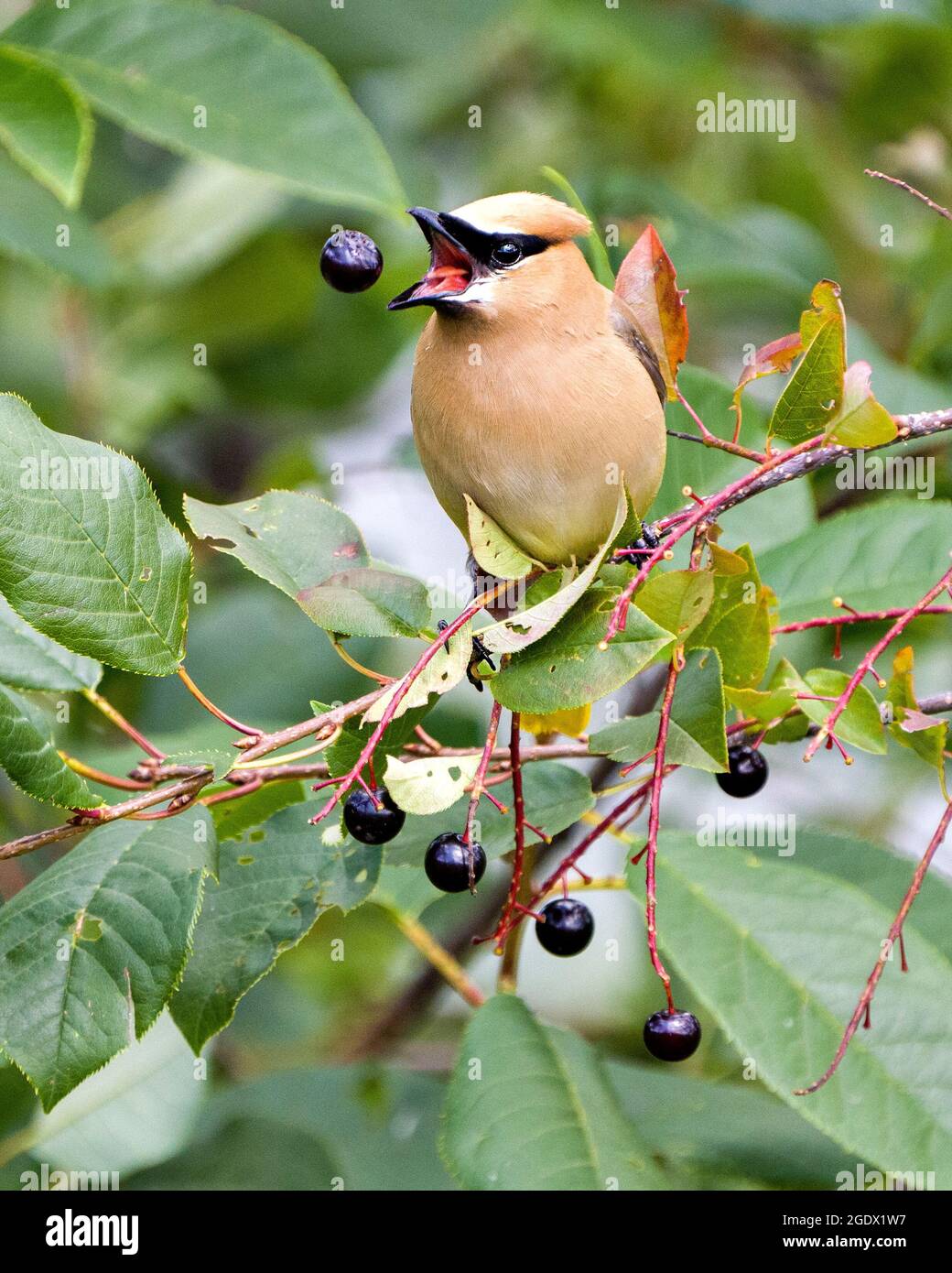 Cedar Waxwing arroccato cattura una frutta di bacca selvaggia nel suo becco aperto godendo il suo ambiente e habitat circostante con uno sfondo sfocato. Foto Stock