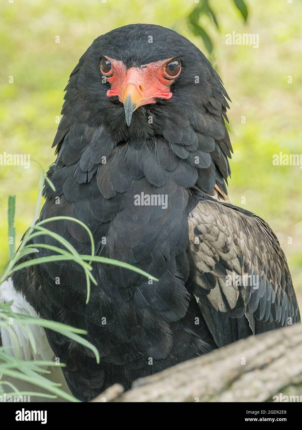 Bateleur (Terathopius ecaudatus) guarda uno nell'occhio Foto Stock