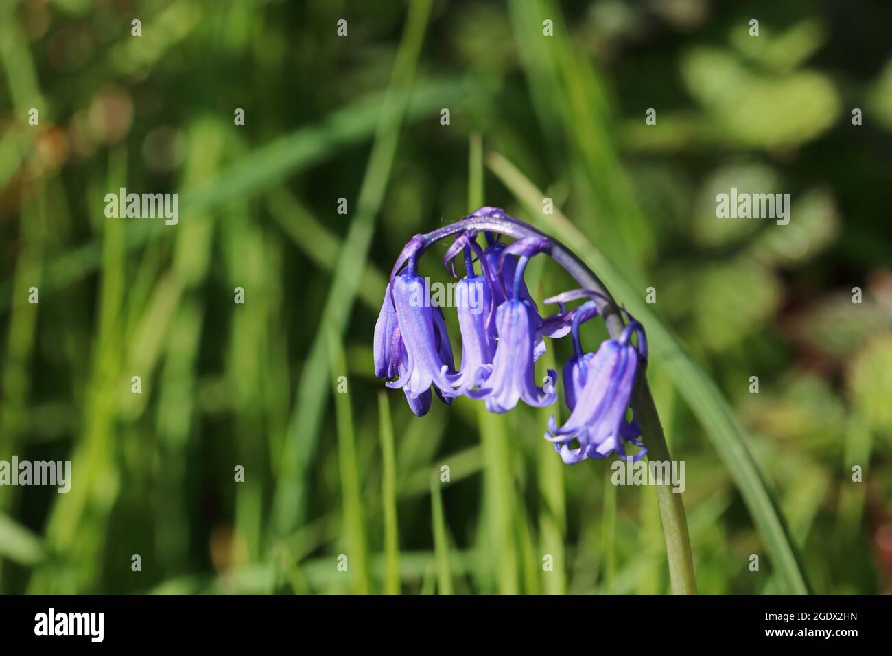 Comune (Bluebell Hyacinthoides non scripta) Foto Stock