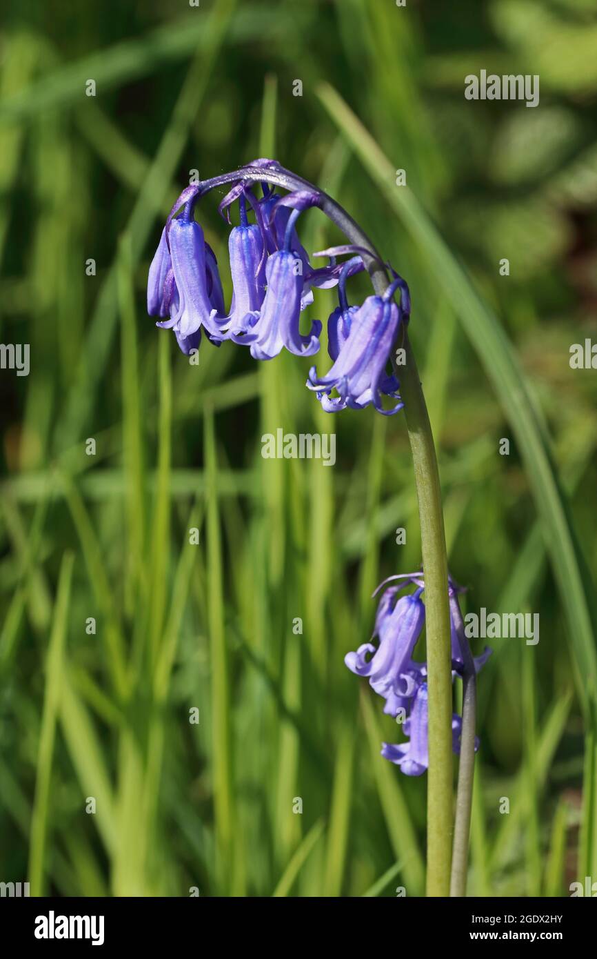 Comune (Bluebell Hyacinthoides non scripta) Foto Stock