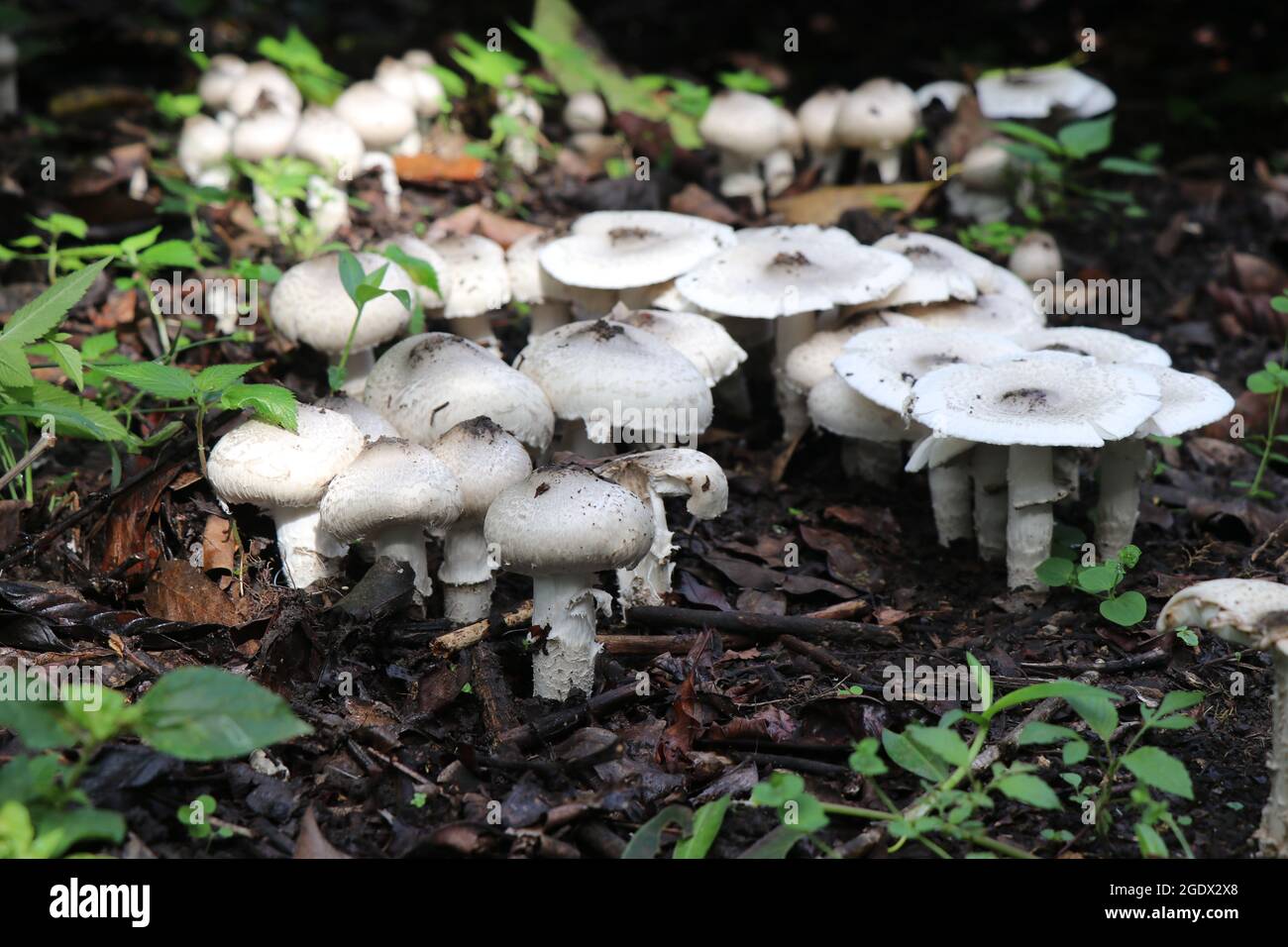 Funghi in un gruppo che raramente cresce in poche parti dell'india che è commestibile. Imbullonare i funghi Foto Stock