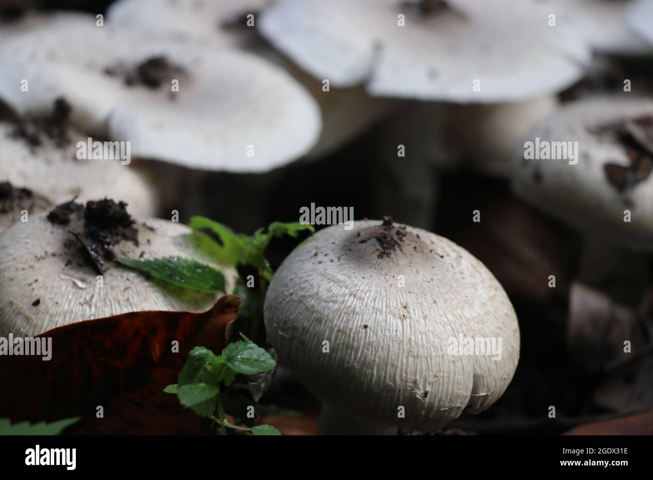 Funghi bianchi che sono commestibili cresce naturalmente nelle regioni di montagna dell'india Foto Stock