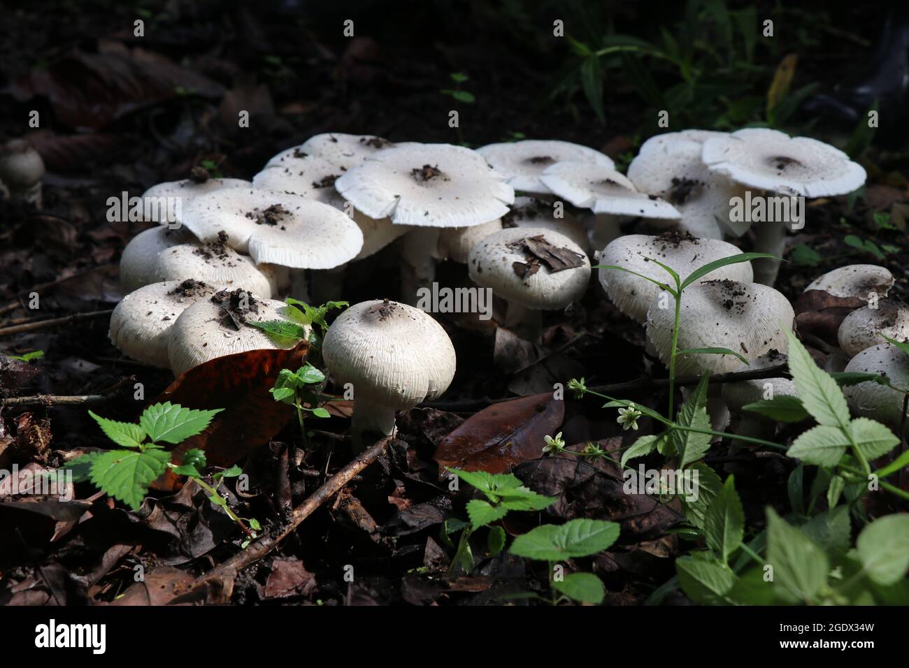 Gruppo di funghi trovati sulle montagne dell'india durante la stagione del monsone. Macrofotografia a fungo bianco commestibile Foto Stock