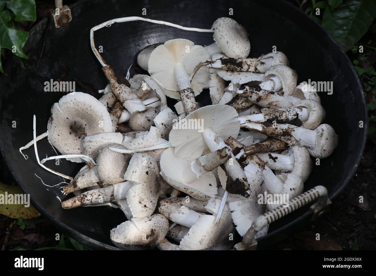 Funghi raccolti a mano in un cestino. Cestino di funghi commestibili Foto Stock
