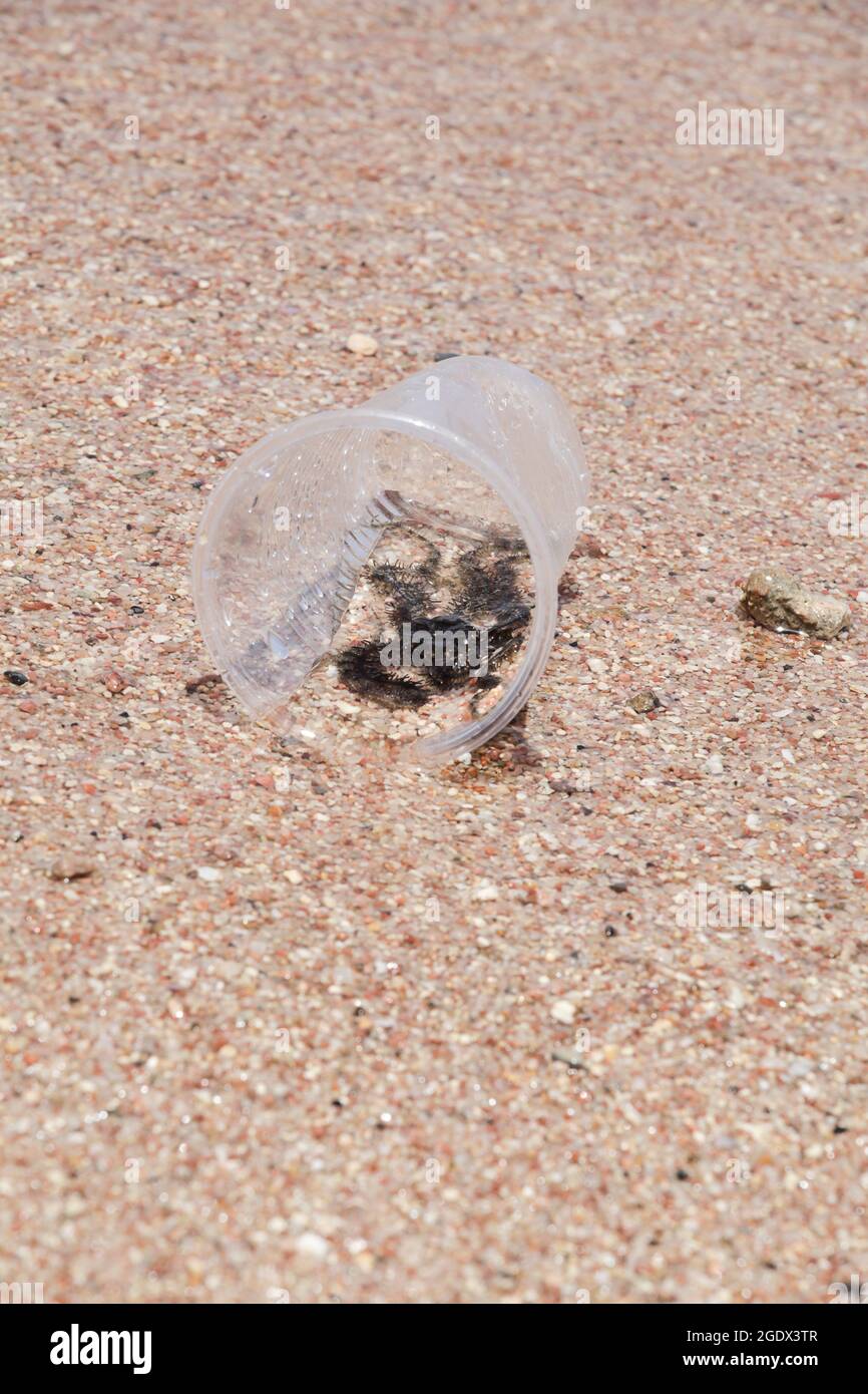 piccolo animale da spiaggia in tazza di plastica. concetto di inquinamento ambientale. crisi mondiale di inquinamento plastico. Foto Stock