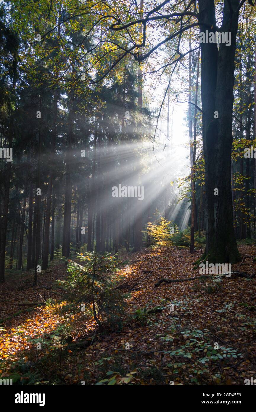 incantevoli luci e ombre scure di tronchi d'albero nella foresta delle fiabe Foto Stock
