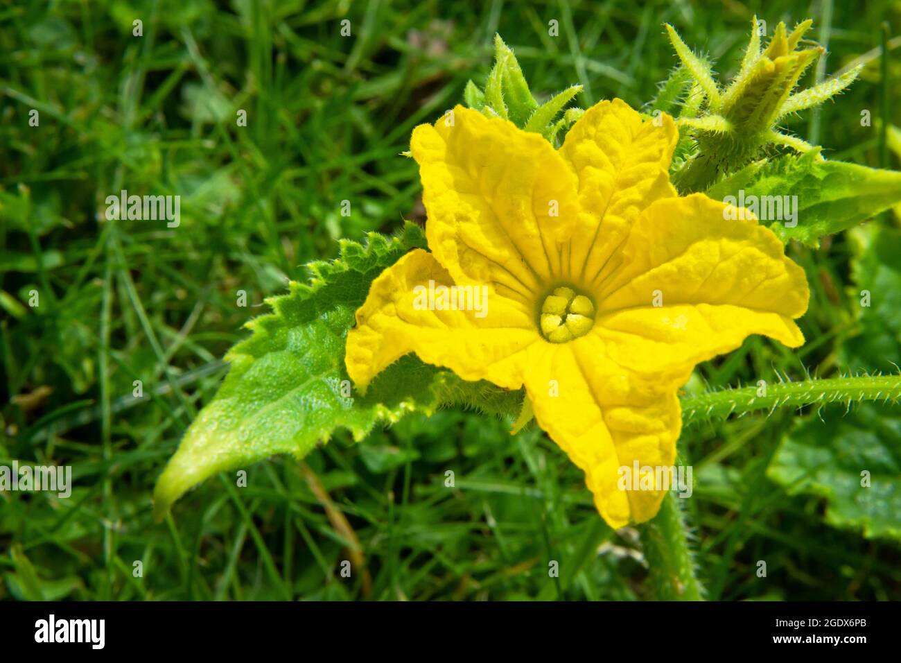 Fiore giallo del cetriolo verde giardino, vista dall'alto Foto Stock