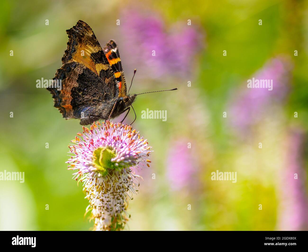 Una splendida, colorata piccola farfalla di tartaruga (Aglais orticae) che si nutrono sulla macchia buddleia in un prato di fiori selvatici Foto Stock