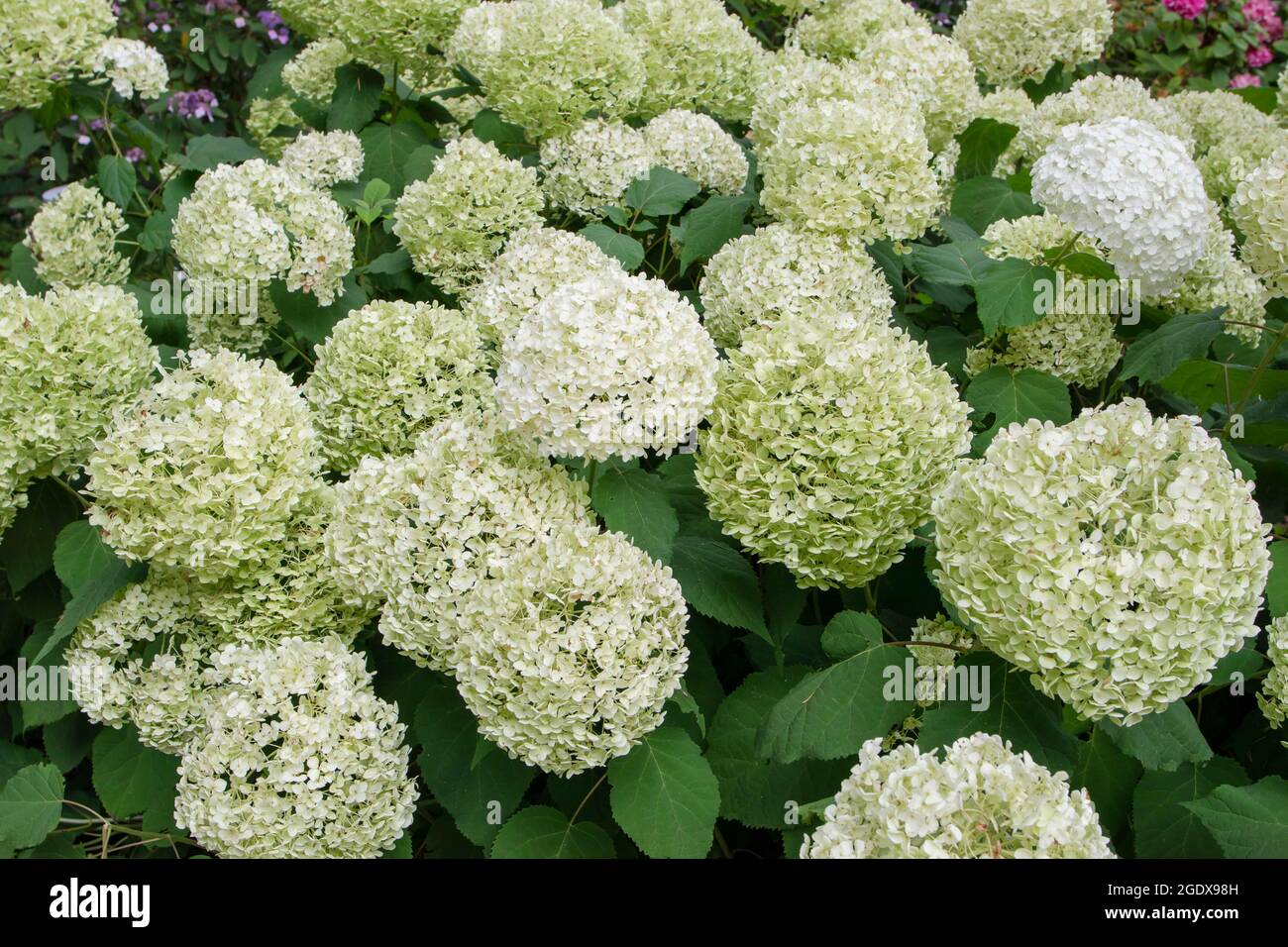 Idrangea liscia o idrangea selvatica o sevenbark o fiore bianco di pecora bloom. Idrangea arborescens pianta fiorente. Foto Stock