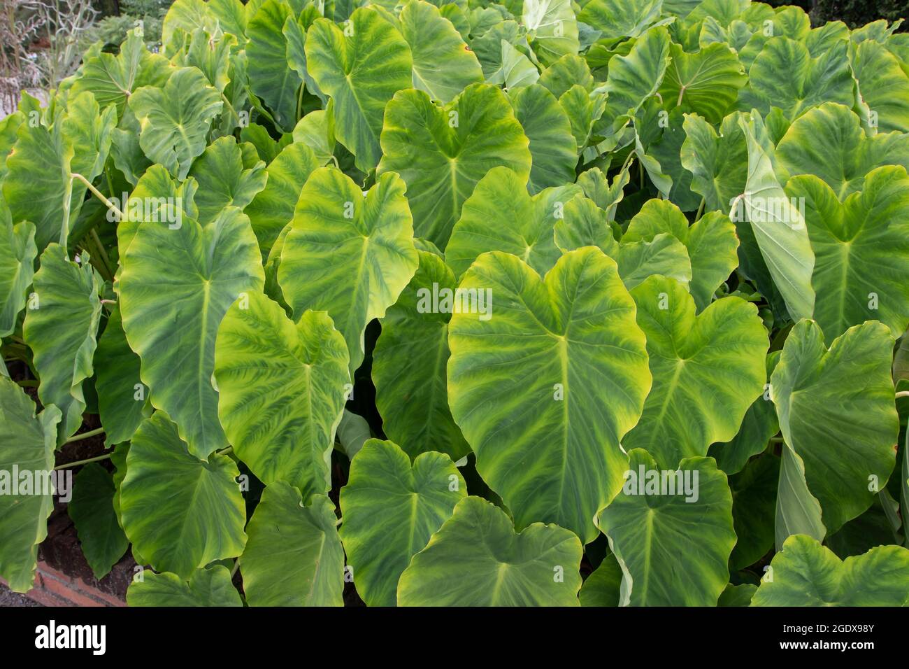 Colocasia esculenta foglie. Taro o kalo piante commestibili nell'orto. Foto Stock