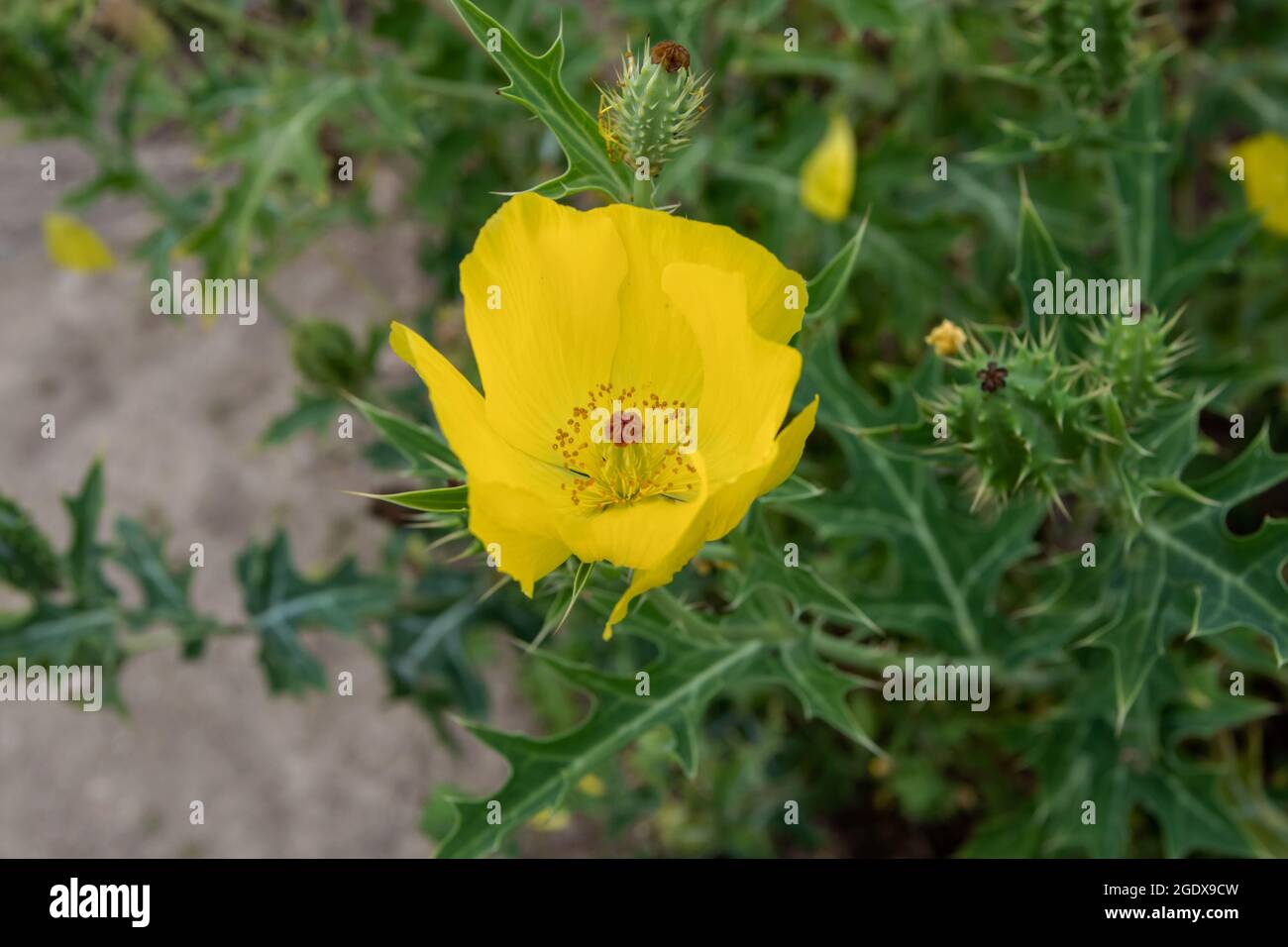 Papavero messicano fiori giallo brillante e foglie di ceci e frutta. Argemone mexicana pianta della famiglia Papaveraceae Foto Stock