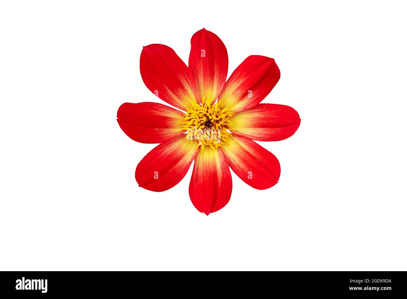 Dahlia rosso fiore semplice con otto petali e centro giallo isolato su bianco Foto Stock