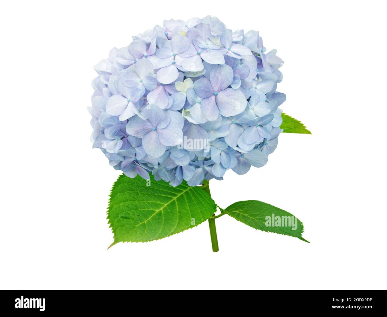 Idrangea macrophylla fiore isolato su bianco. Ramo di Hortensia con fiore azzurro. Foto Stock