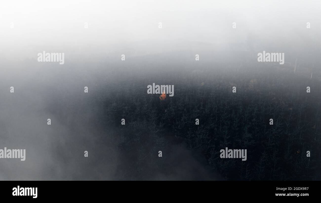 Sulle nuvole con il drone. Mentre saliamo ho visto questo albero arancione luminoso illuminarsi come genere, dalle baracche della foresta densa scura. Foto Stock