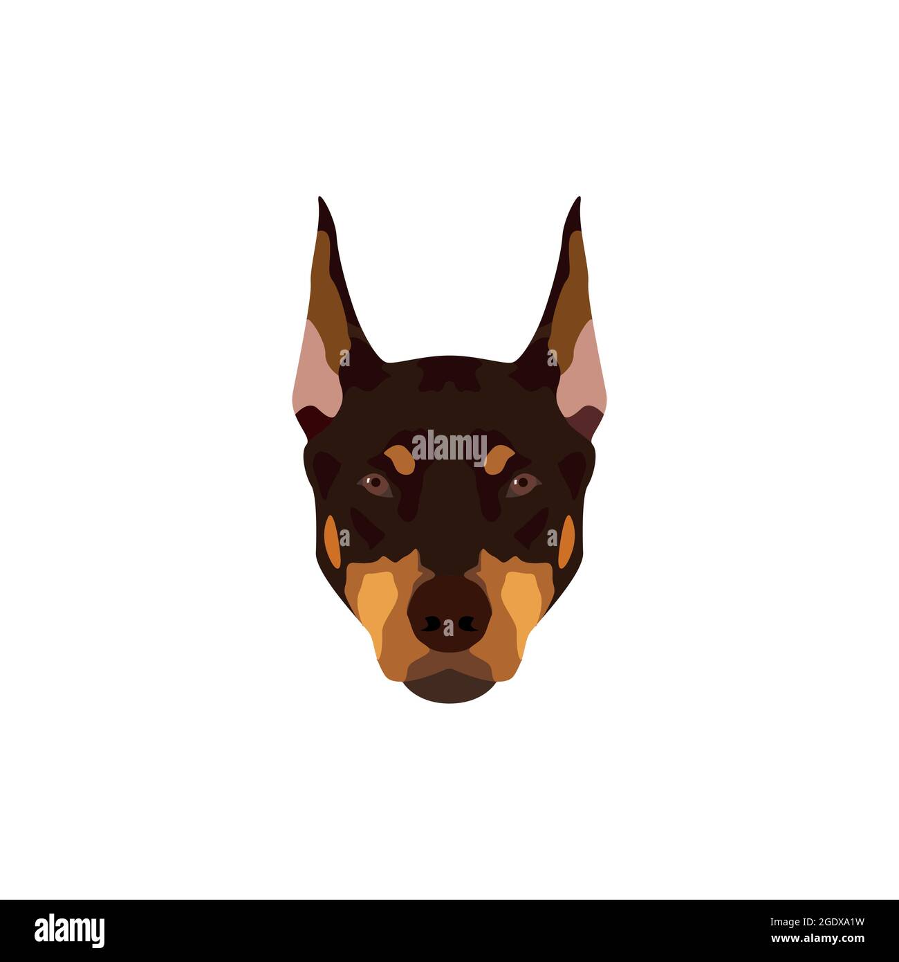 Doberman Pinscher cane. Immagine vettoriale ritratto di cane marrone su sfondo bianco. Illustrazione Vettoriale