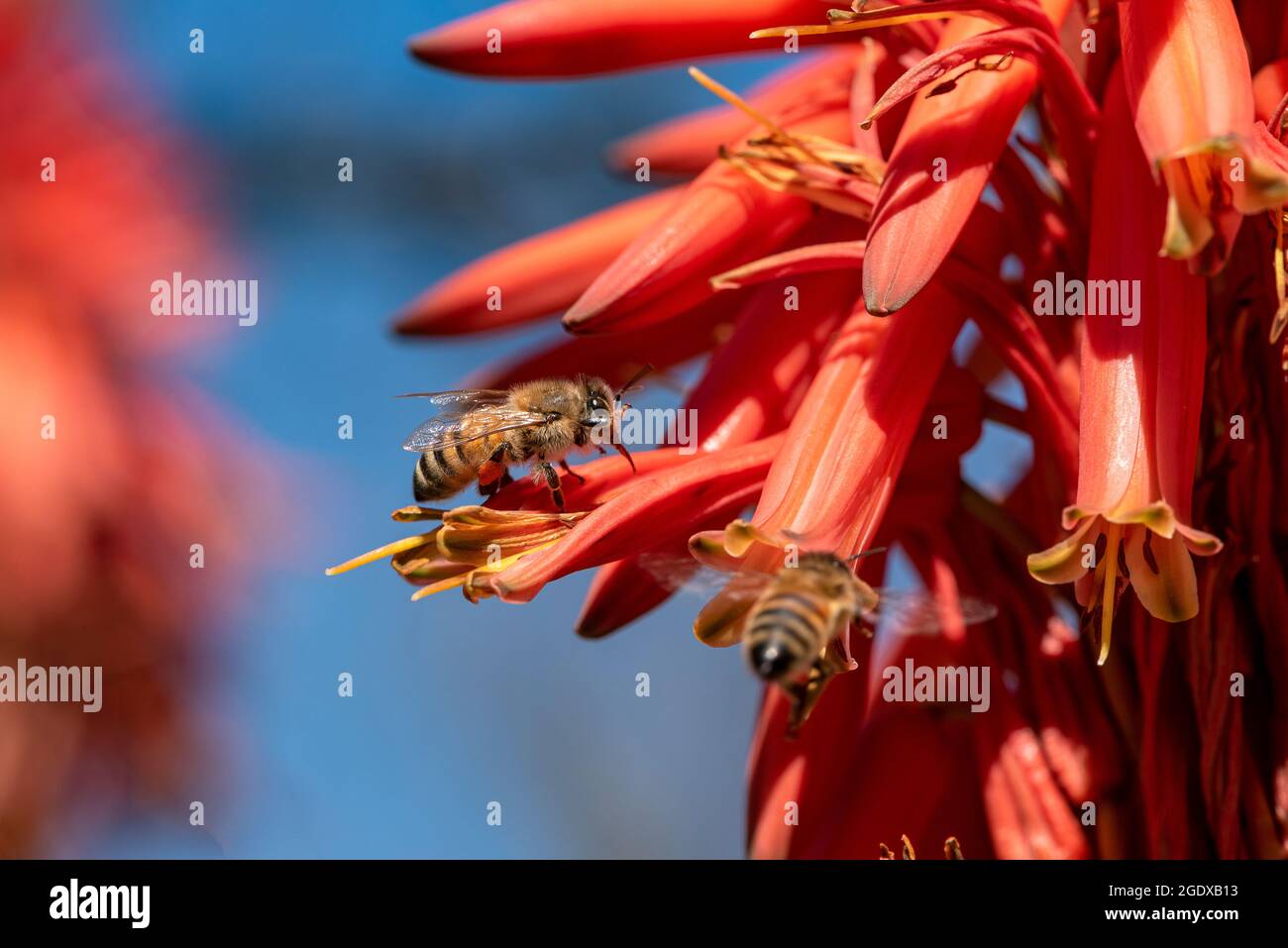 Barbadensis Aloe vera Fiore in fiore con le api che succhiano il nettare e che impollinano. Aloe vera in fiore con le api. Foto Stock