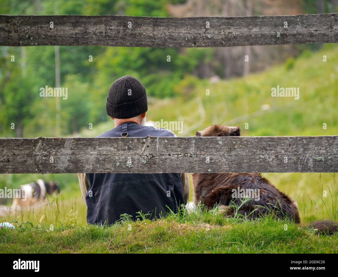 Il pastore solitario guarda il gregge che pascolano nel verde della montagna insieme al suo fedele cane Foto Stock