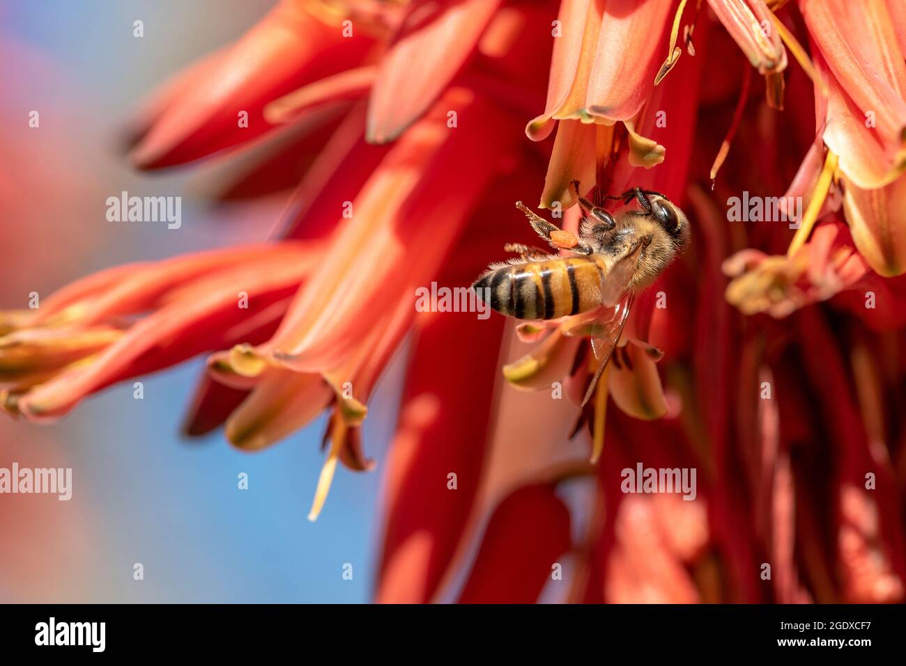 Barbadensis Aloe vera Fiore in fiore con le api che succhiano il nettare e che impollinano. Aloe vera in fiore con le api. Foto Stock