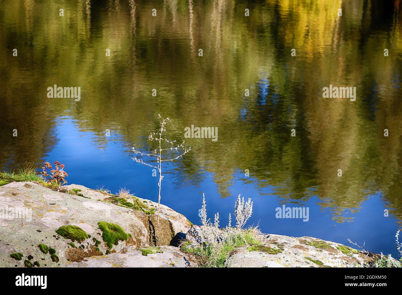 Bella pianta germogliata in pietre sullo sfondo di un lago, che riflette il fogliame autunnale di alberi nel villaggio di Buky, regione di Kiev Foto Stock
