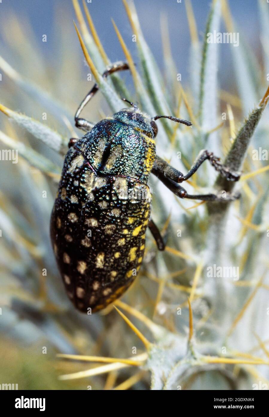 Il betle sulfureo (Julodis eufratica) su una pianta desertica, Tagikistan Foto Stock