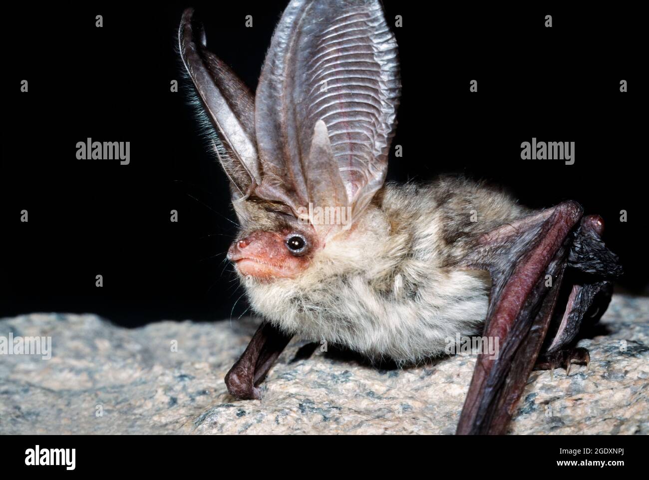 Pipistrello dalle lunghe orecchie siberiano o di Ognev (Plecotus ognevi), Siberia occidentale, Russia. Foto Stock