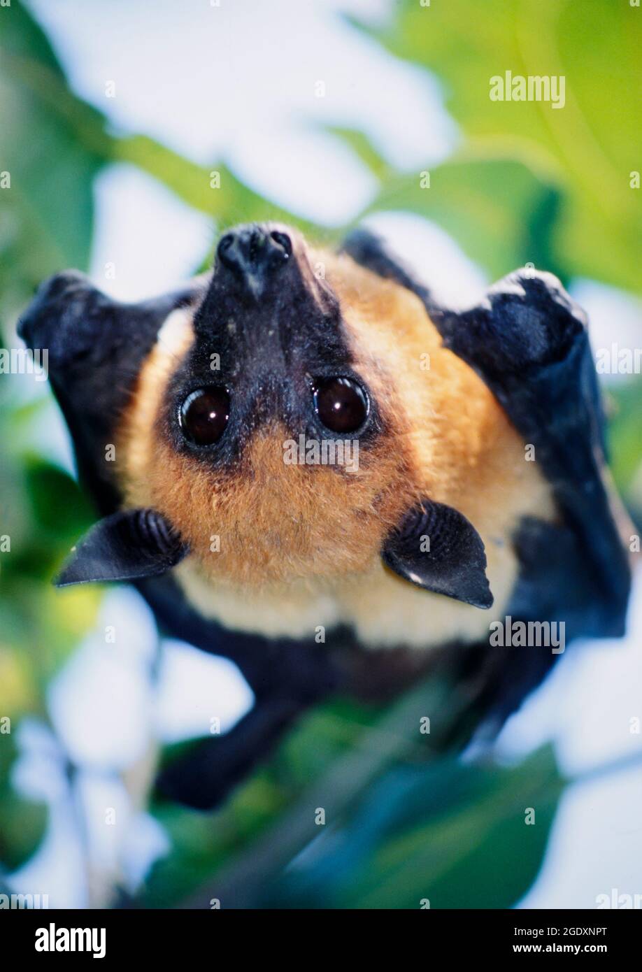 Volpe volante indiana (Pteropus medius, ex P. giganteus) appesa su un albero, distretto di Meherpur, Bangladesh. Foto Stock