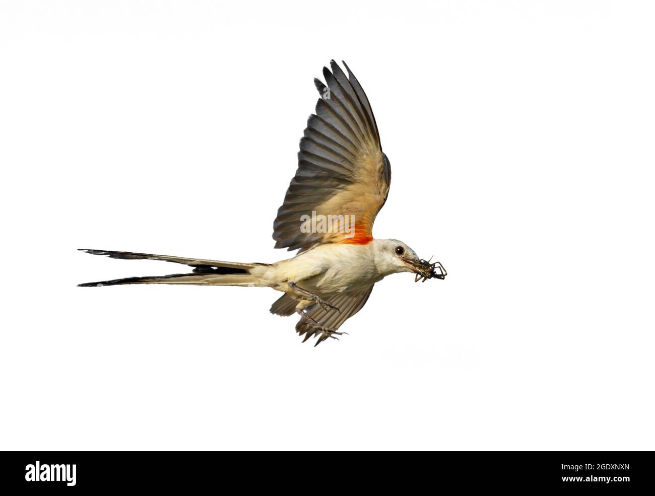 Flycatcher con coda a forbice (Tyrannus forficatus) che vola con un insetto nel becco, isolato su sfondo bianco. Foto Stock
