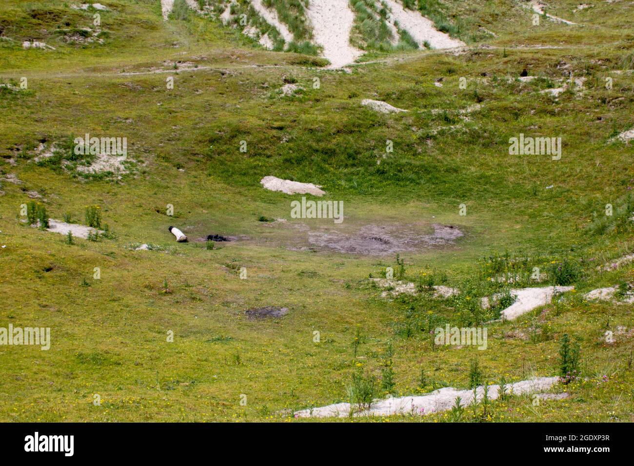 Attraversando le verdi colline erbose dell'Irlanda Foto Stock