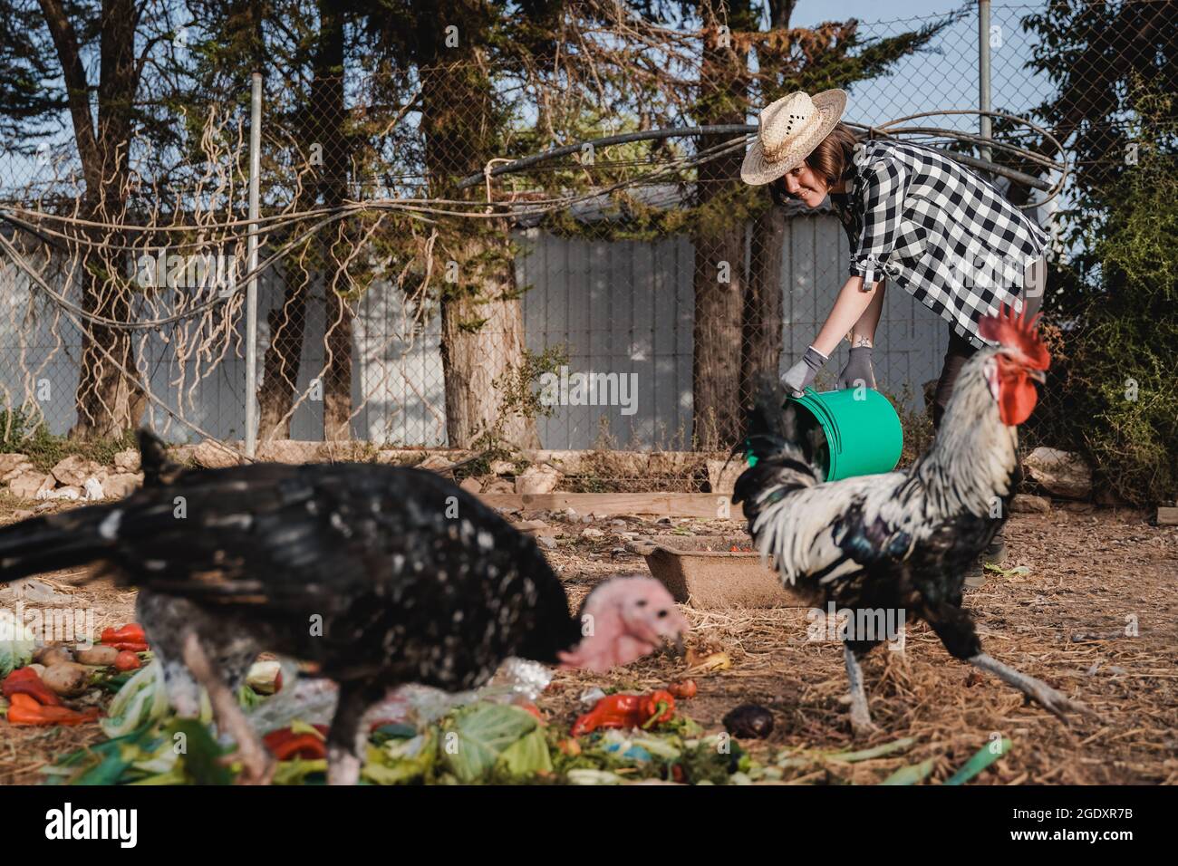 Donna contadina che alimenta i polli con cibo biologico all'interno della caserma della fattoria di coop - Focus sul viso Foto Stock