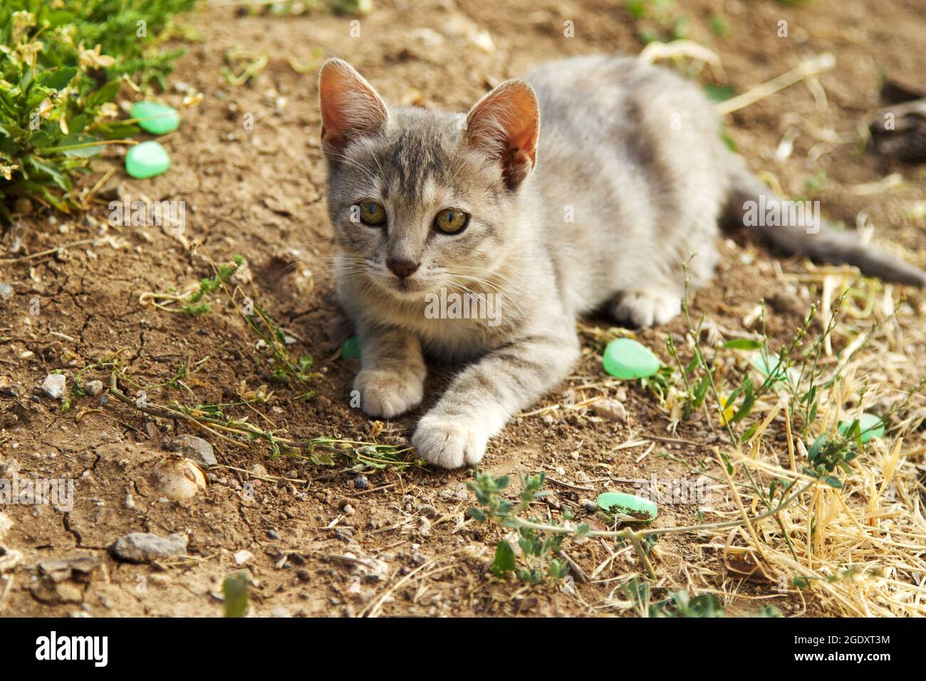 Carino gatto nel giardino Foto Stock