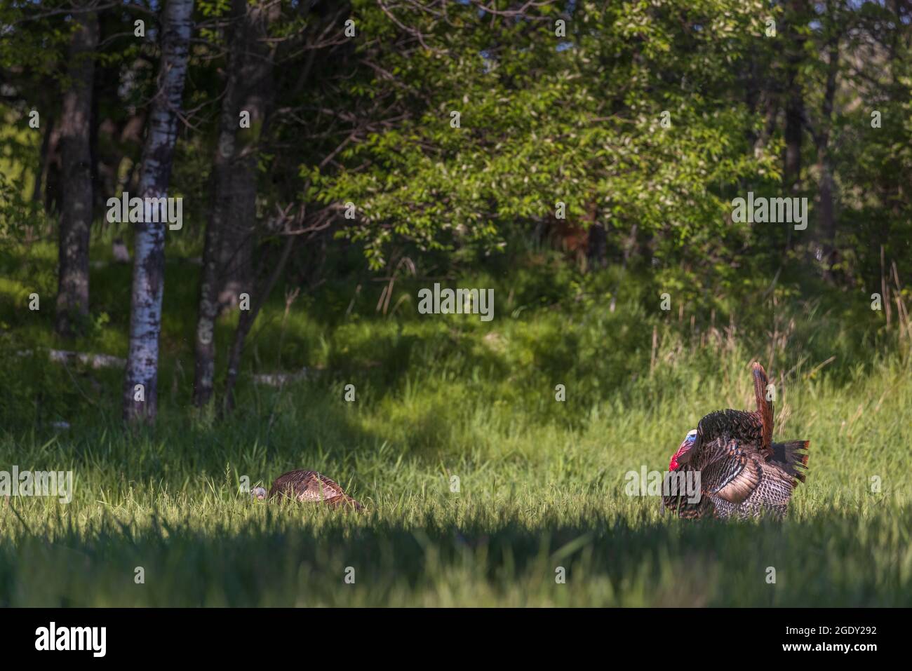 Tom turchia mostra per una gallina nel nord del Wisconsin. Foto Stock