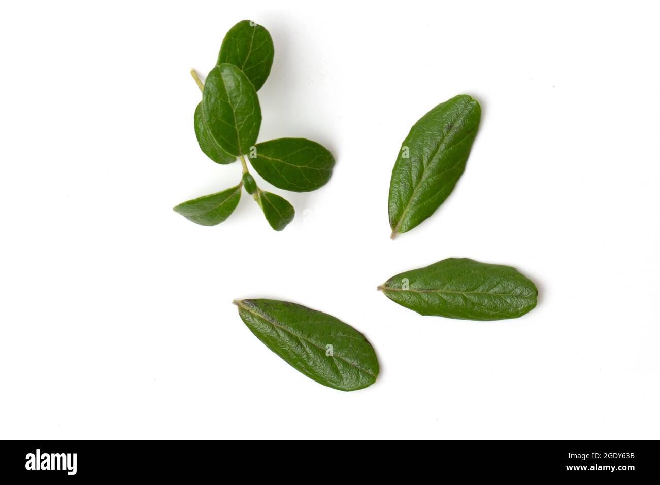 fresco verde foglie di mirtillo palustre isolato su sfondo bianco, vista dall'alto Foto Stock