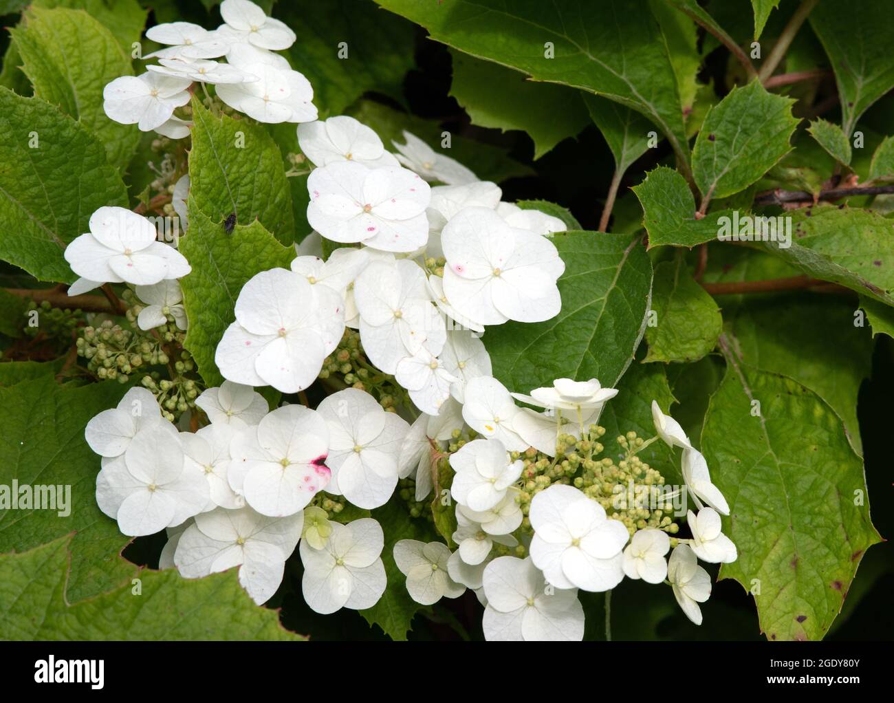 Hydrangea quercifolia Foto Stock