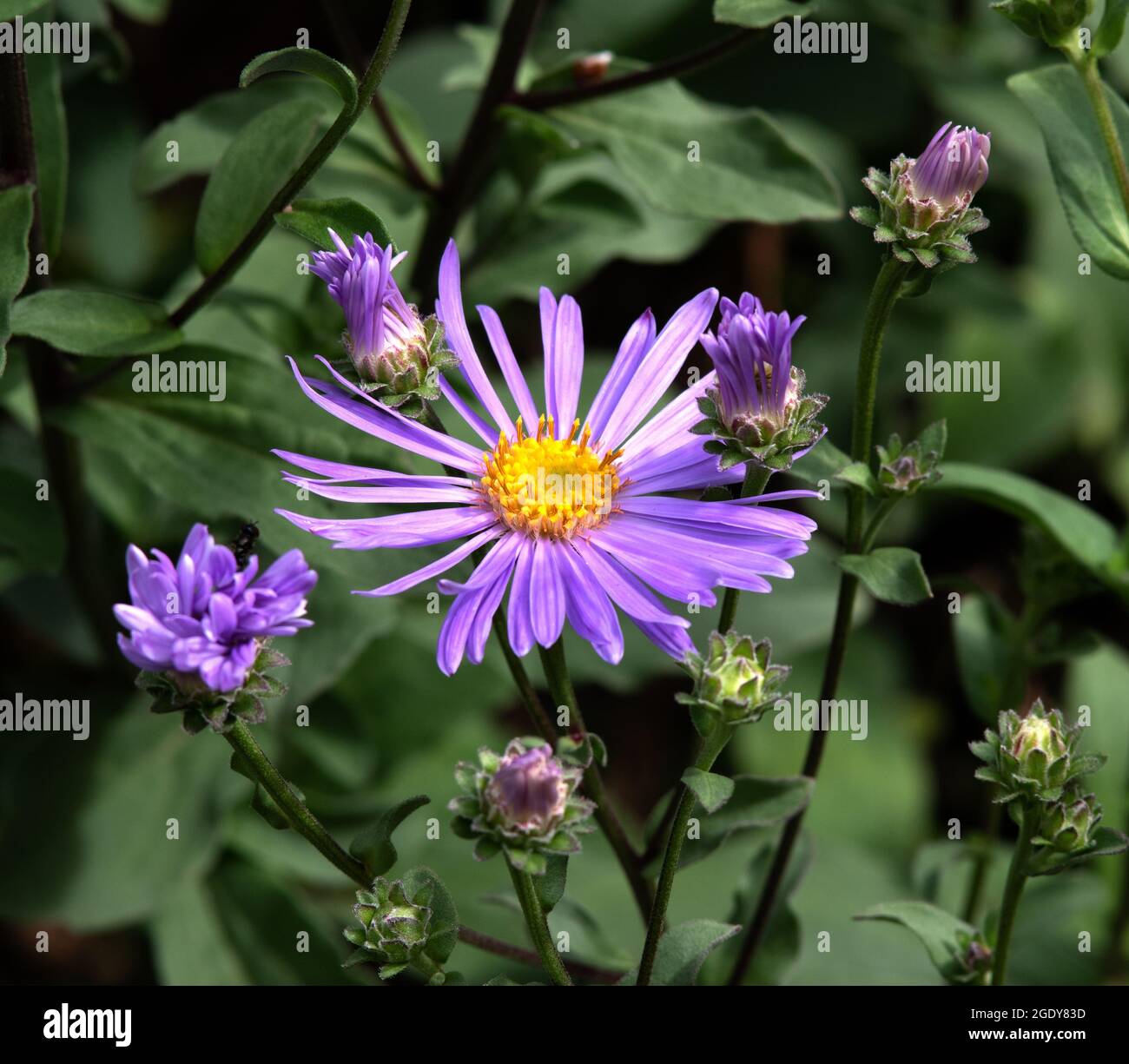 Aster amellus 'Silbersee' Foto Stock