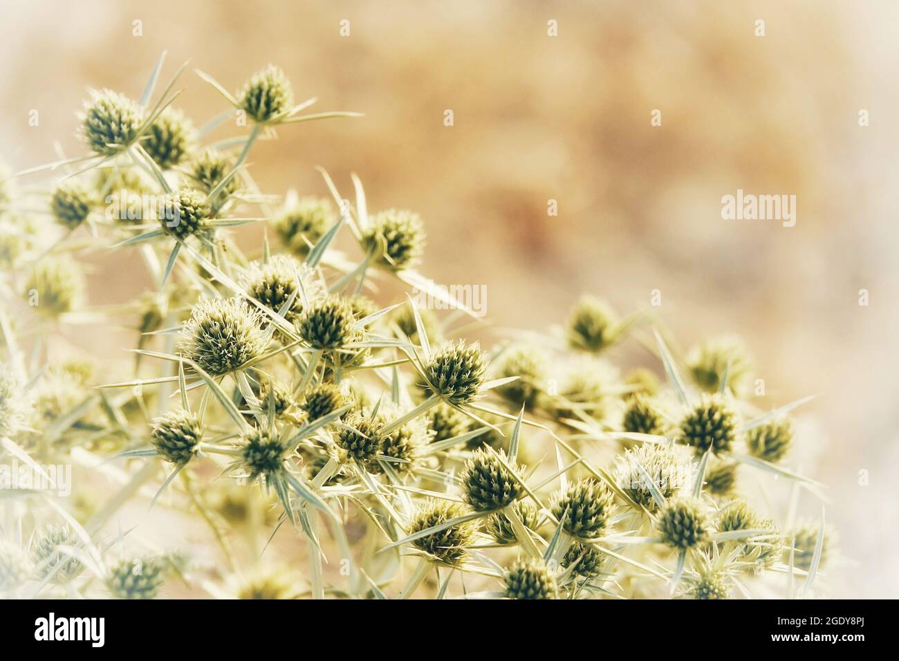 Fiori verdi di runner thistle (Eryngium campestre) nella campagna di Granada (Spagna) Foto Stock