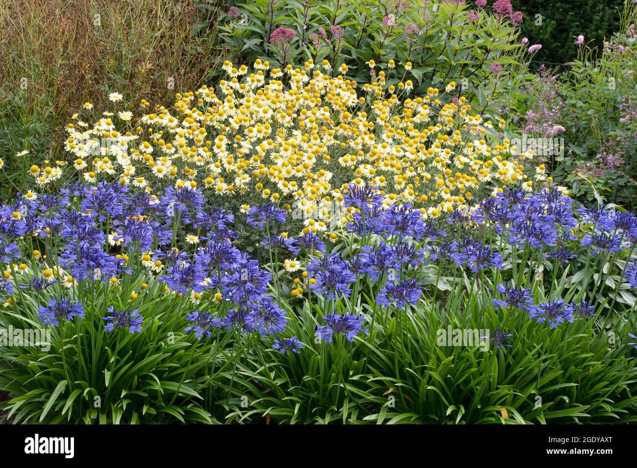 Newby Hall Gardens confine erbaceo Foto Stock