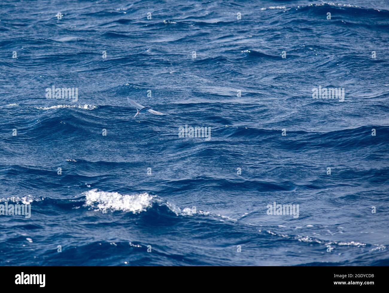 Pesce volante sopra la superficie dell'oceano Foto Stock