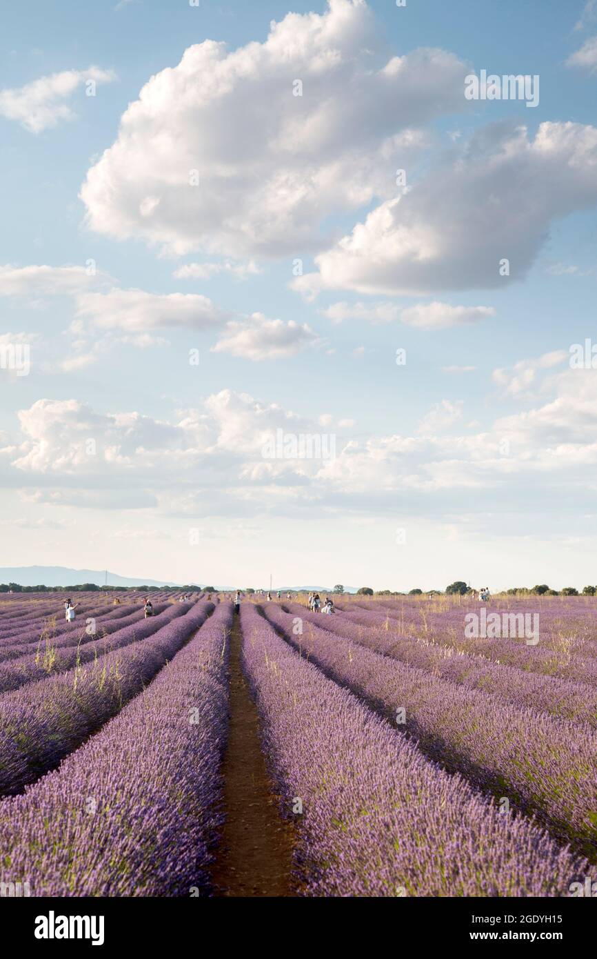 Turisti in campi di Lavanda, Brihuega, Guadalajara, Spagna Foto Stock