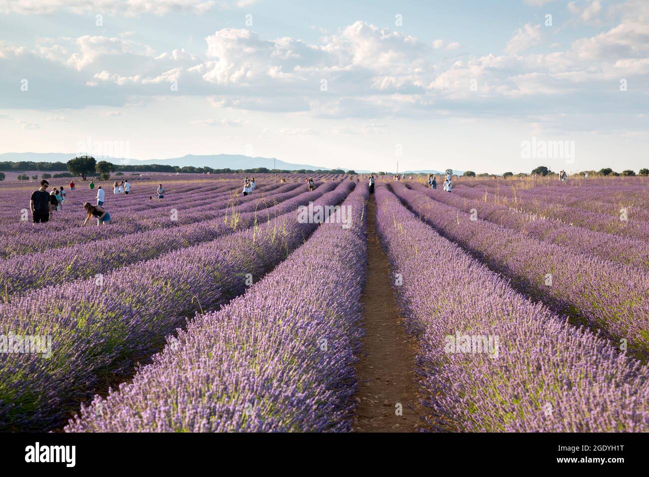 Turisti in campi di Lavanda, Brihuega, Guadalajara, Spagna Foto Stock