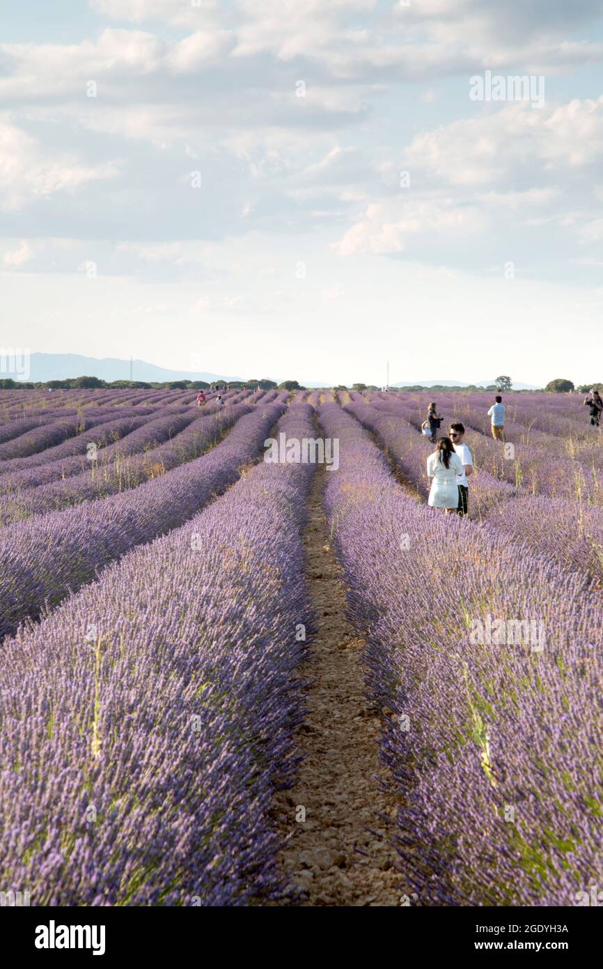 Coppia in campi di Lavanda; Brihuega; Guadalajara; Spagna Foto Stock